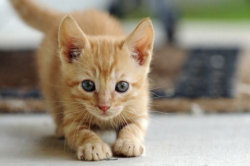 cat-ready-for-workout