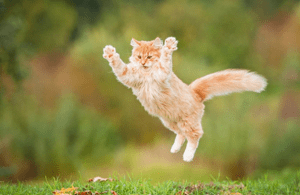energetic_cat TDEE