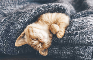 sleepy_cat BMR